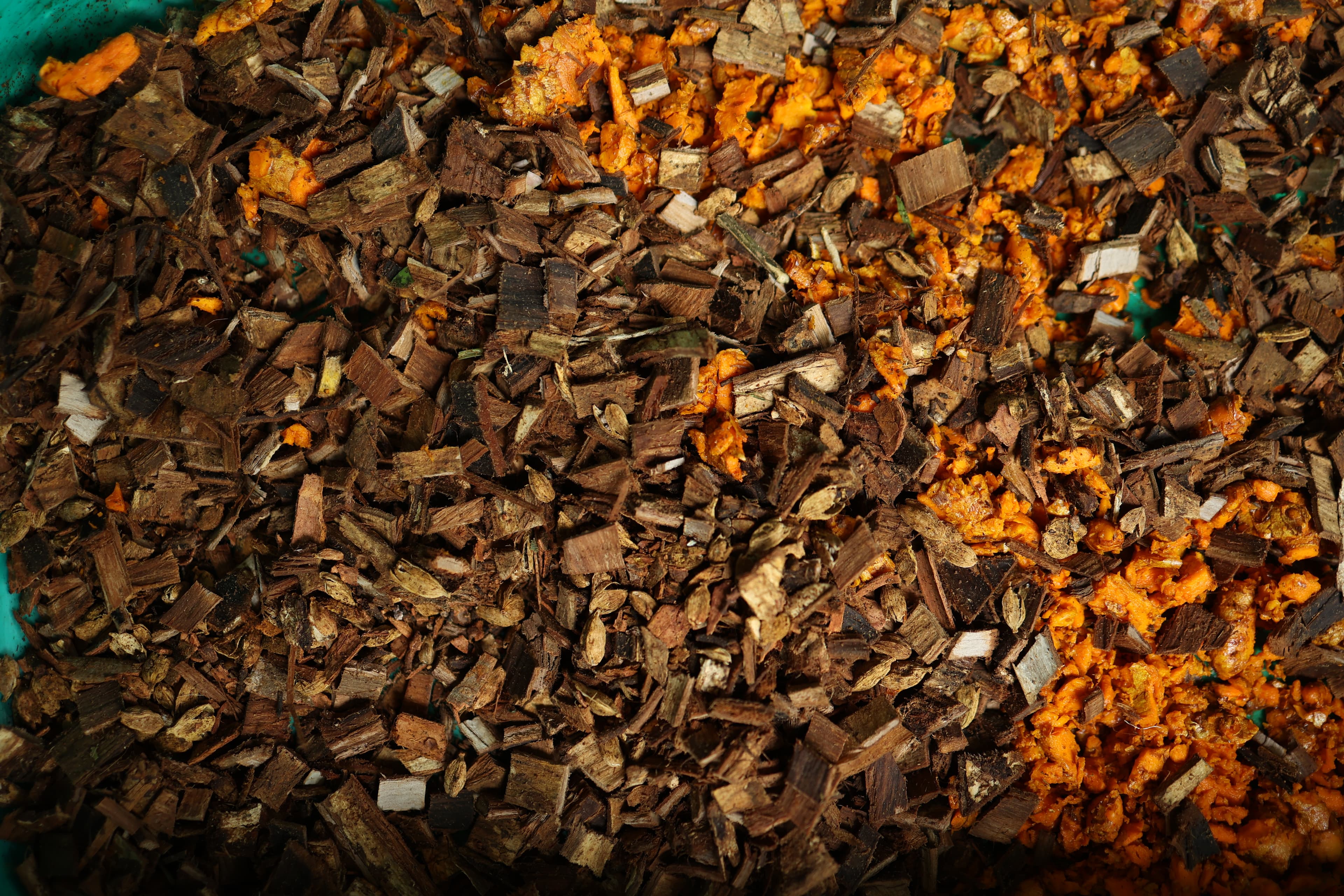 Foraged plant medicine